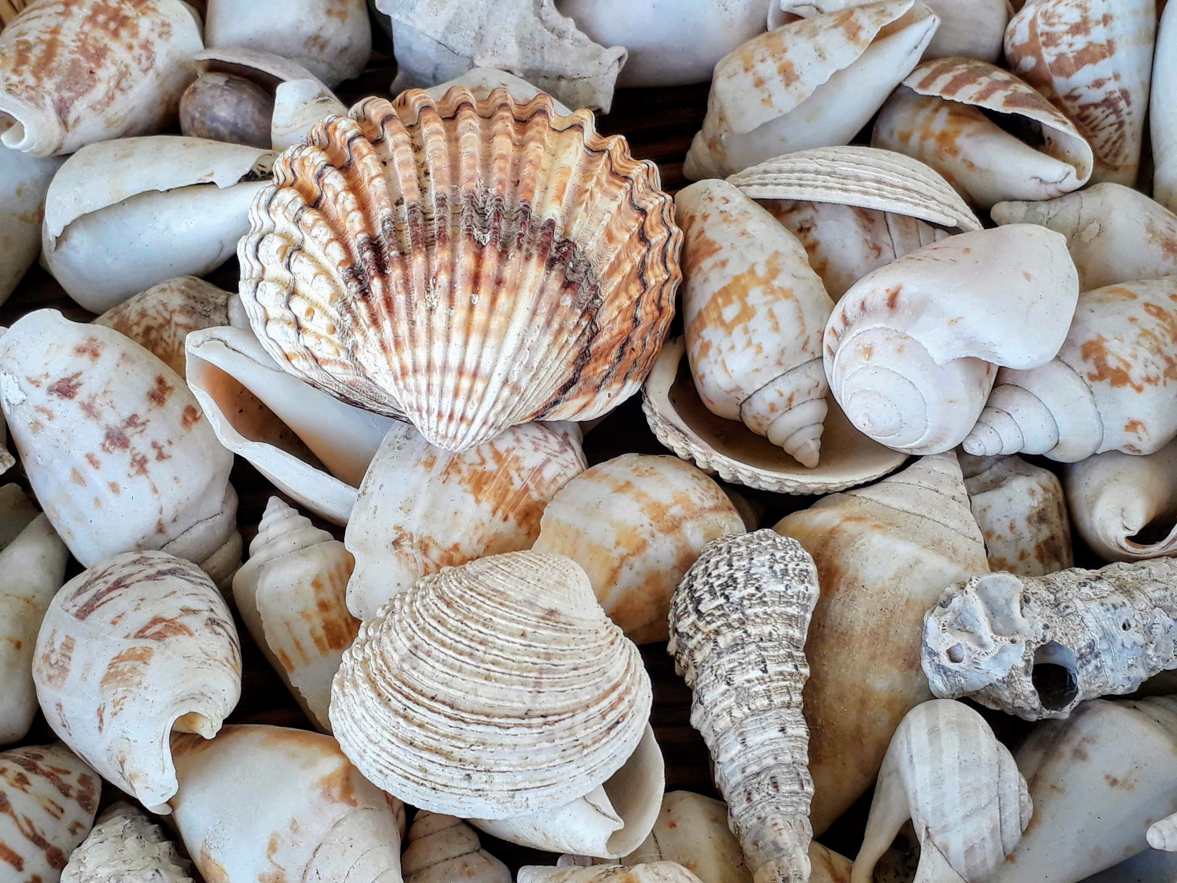 “Sea shells: A Zuihitsu” by Nolcha Fox